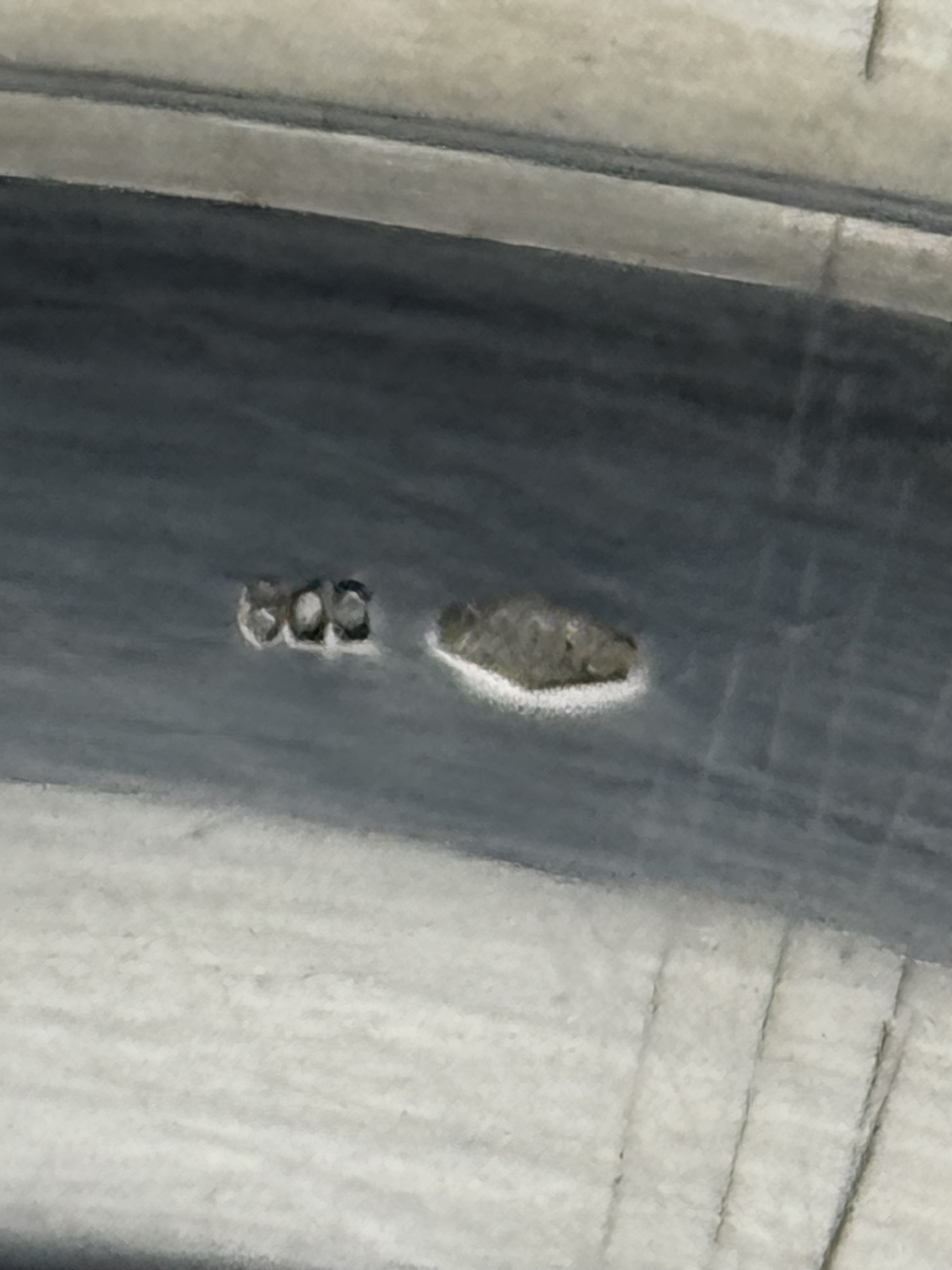 Piatto in Argento 800