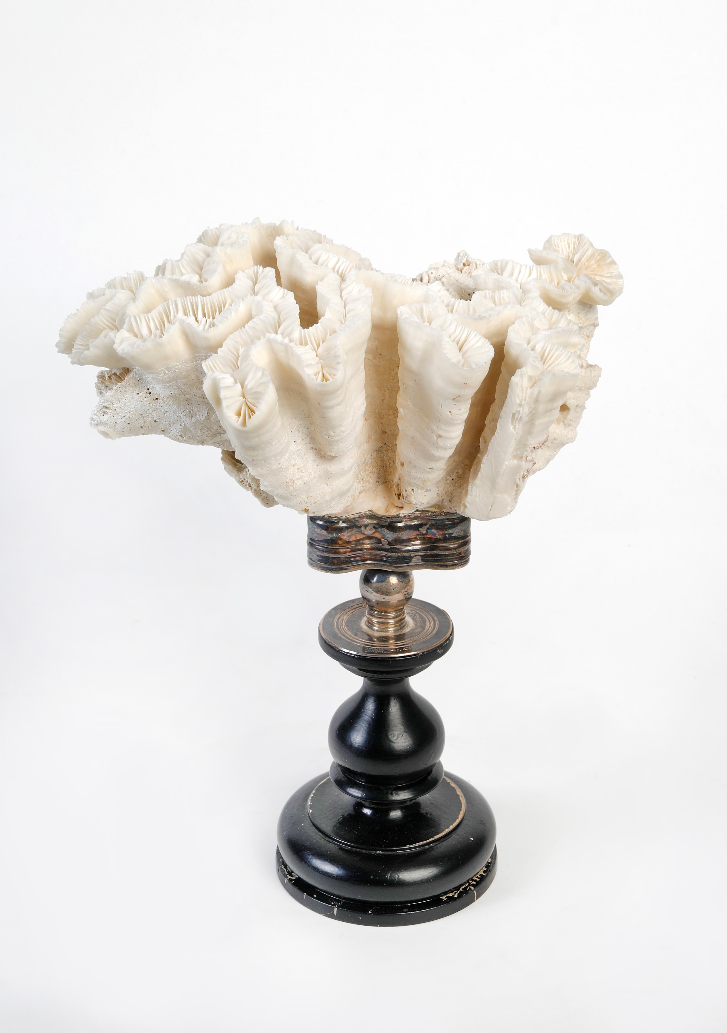 Oggetto da Wunderkammer realizzato con un corallo bianco sorretto da base in argento 925